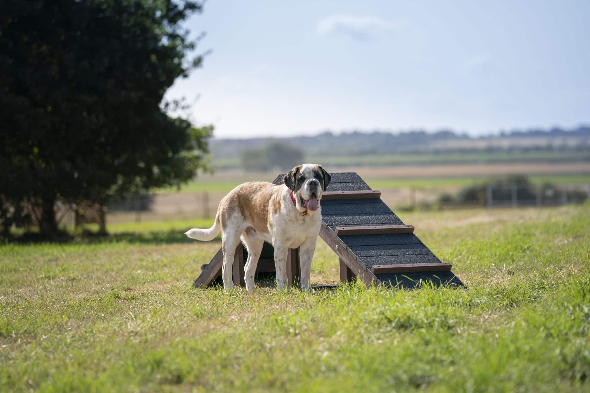 Dog Agility A Frame Ramp - Marmax Recycled Plastic Products UK