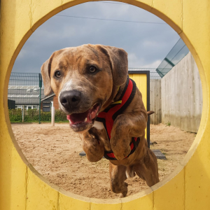 Dog Agility Hoop Jumps