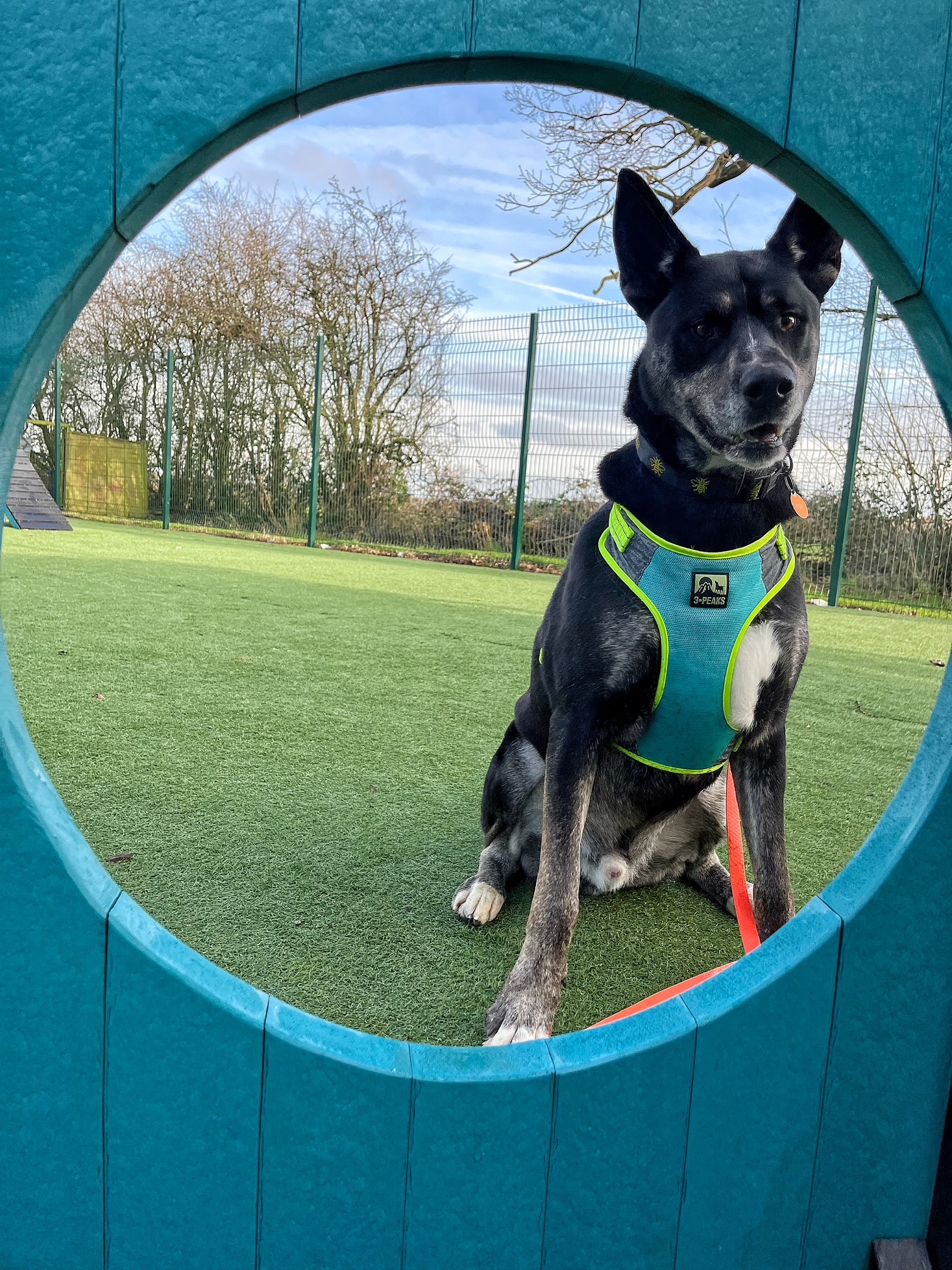 Manchester and Cheshire Dogs Home 2