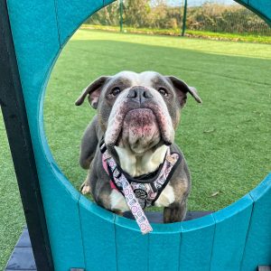 dog peeking through blue hoop jump