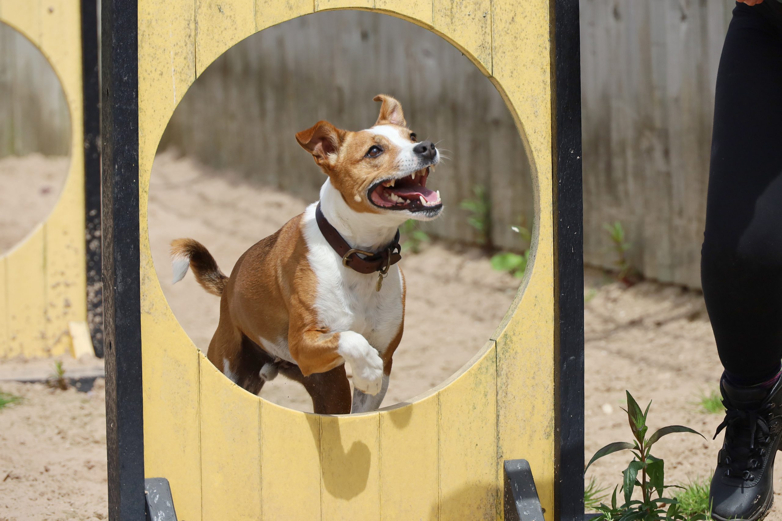 william 3 Small dog jumping through yellow and black coloured hoops