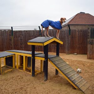Dog Adventure Area