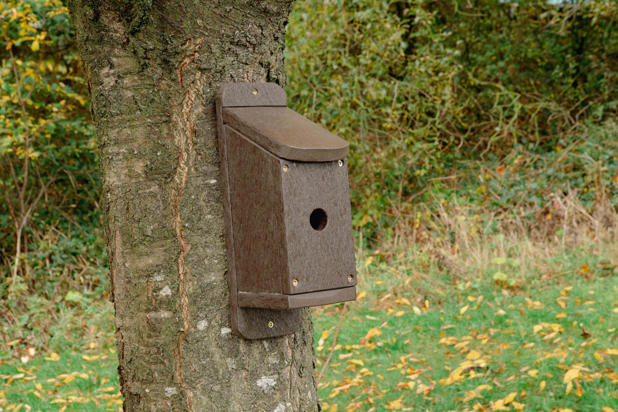 Nesting Box on tree