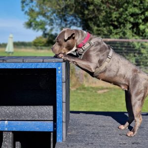 Dog Training Platforms