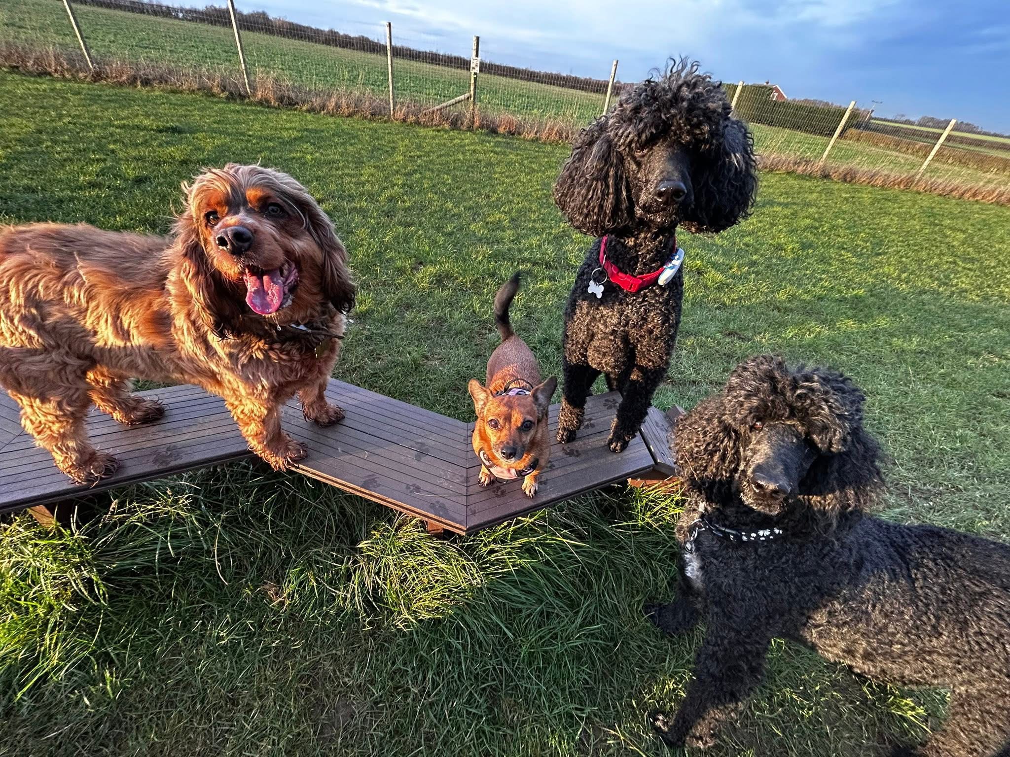 Clare Waller waggly tails of kingswood 4 (1)