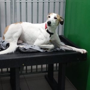 Dog laying on a black Marmax bed in a shelter