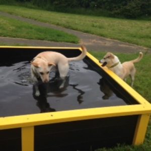 Dog Paddling Pool