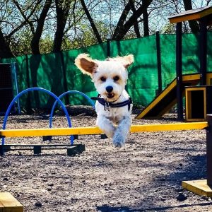 Small white dog jumping over pole jump