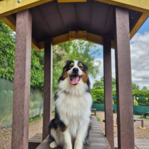 Dog Adventure Area