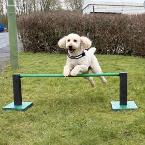 Dog Agility Pole Jump