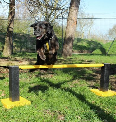 Dog pole jump