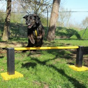 Dog Agility Pole Jump