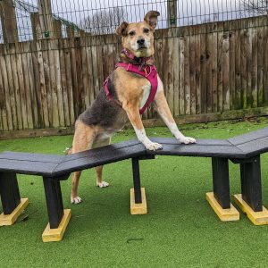Dog with front paws on a zigzag balance beam