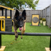 Dog jumping over pole jump in a garden
