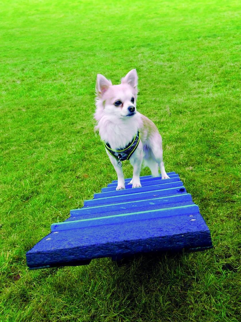 Dog Agility Seesaw Marmax Recycled Plastic Products UK