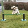 dog jump
