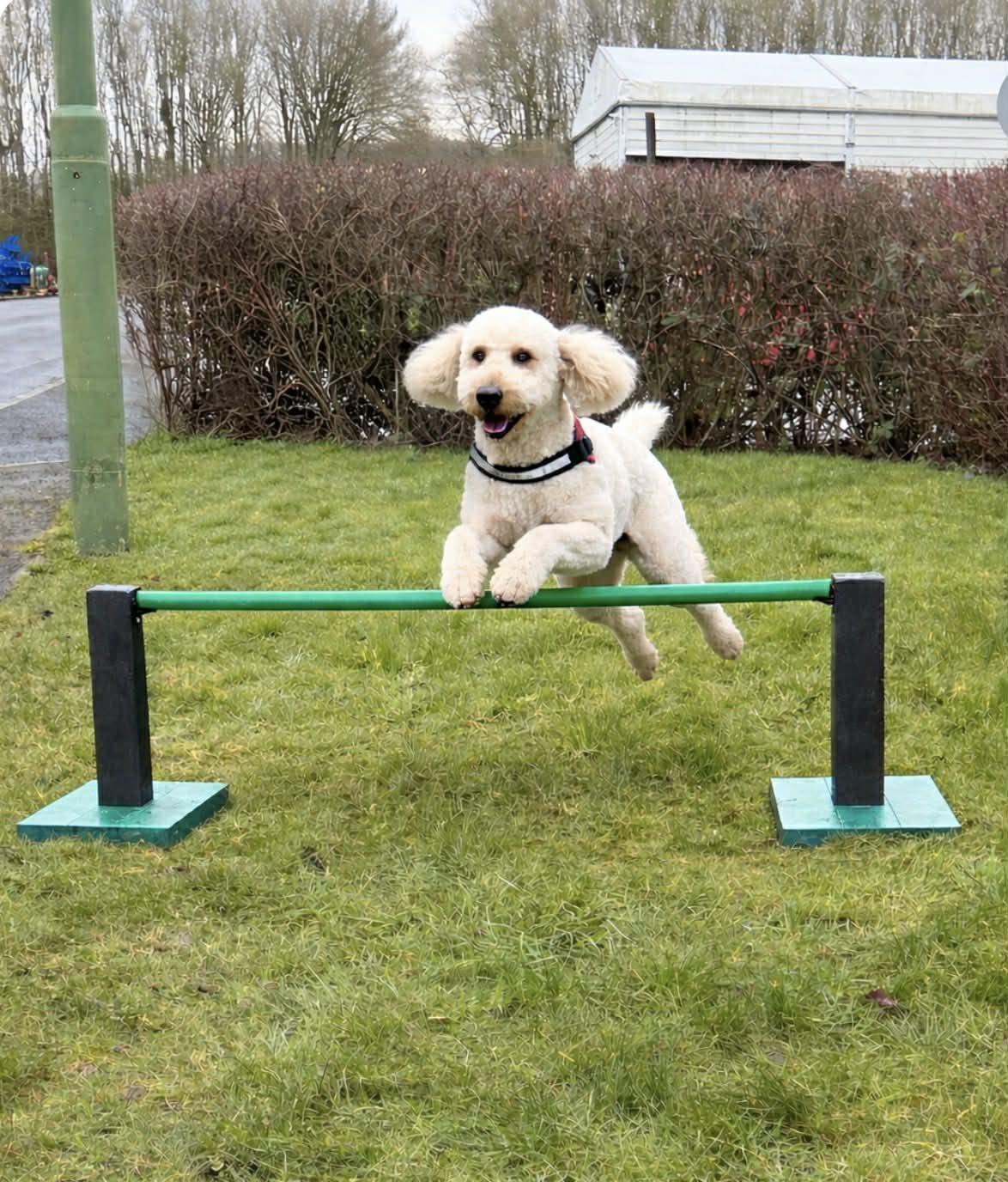 dog jump
