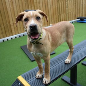 Dog standing on a black and yellow balance ramp